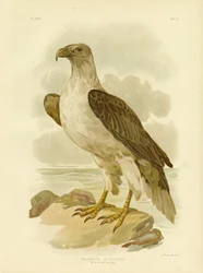 White-Bellied Sea Eagle, 1891